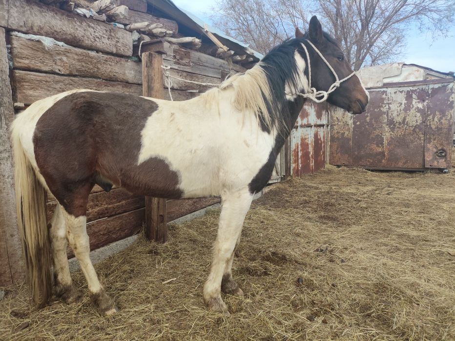 Айгыр сатылады жеребец