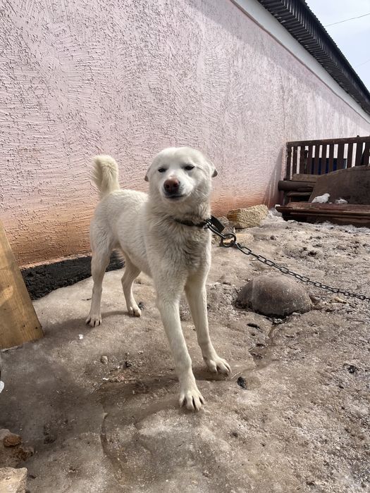 Лайка чисткровный