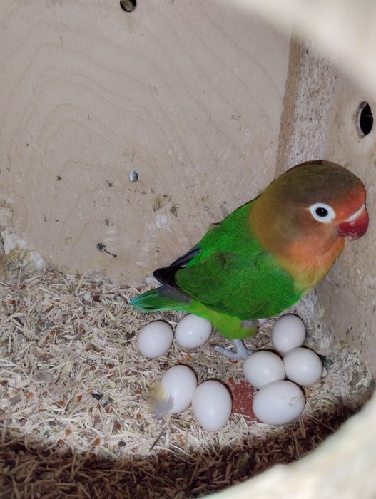 Сотилади неразлучник