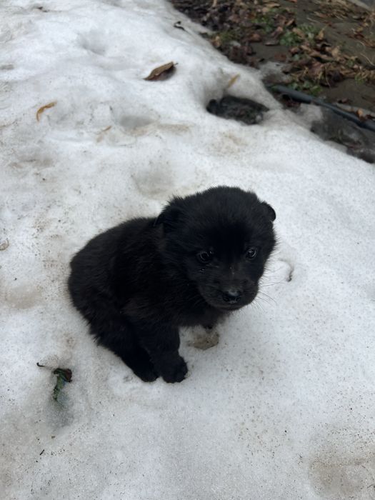 Щенята в добрые руки