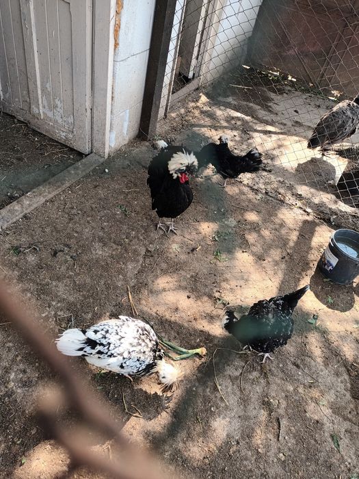 Vând cocoși motata olandeza