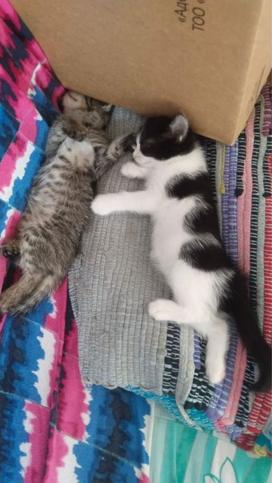 Котята в добрые руки девочки