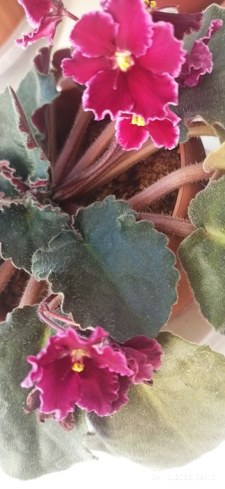 Продам комнатные фиалки