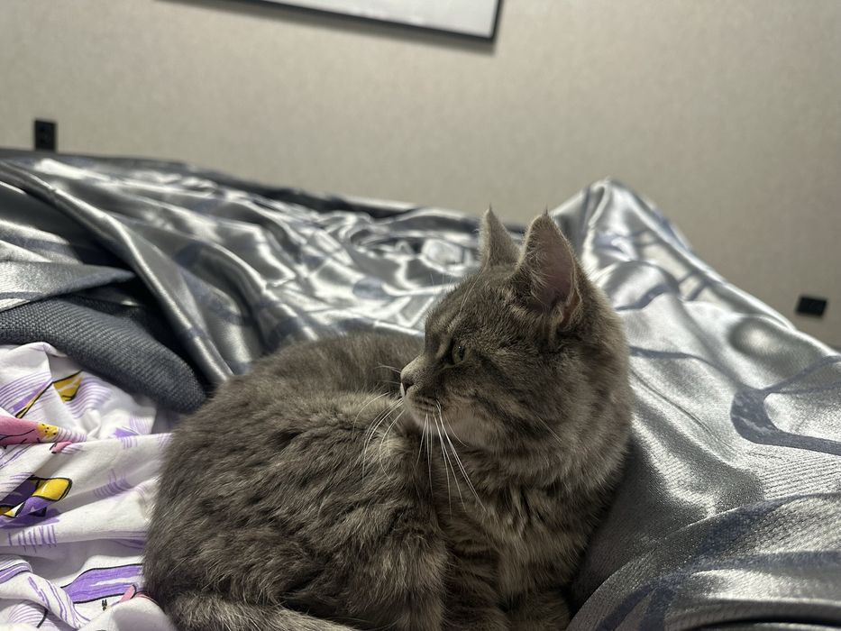 Найден котенок, отдам хозяевам