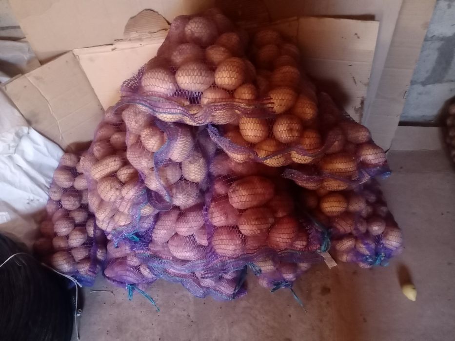 Продам картофель