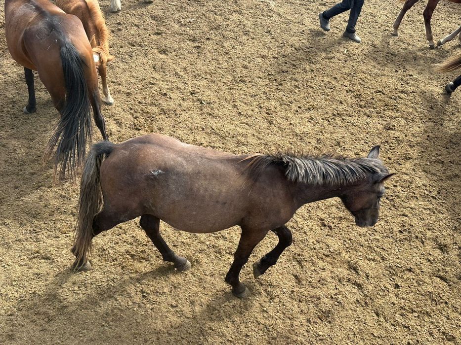 Тяж тайлар сатылады