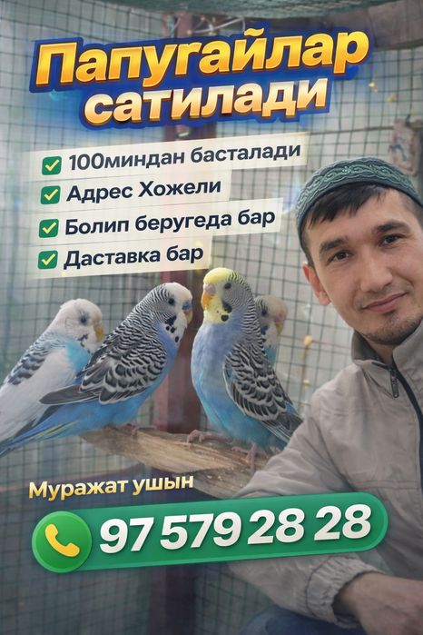 Папугай сатилади