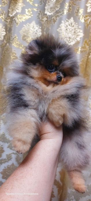 Мальчик, померанский шпиц