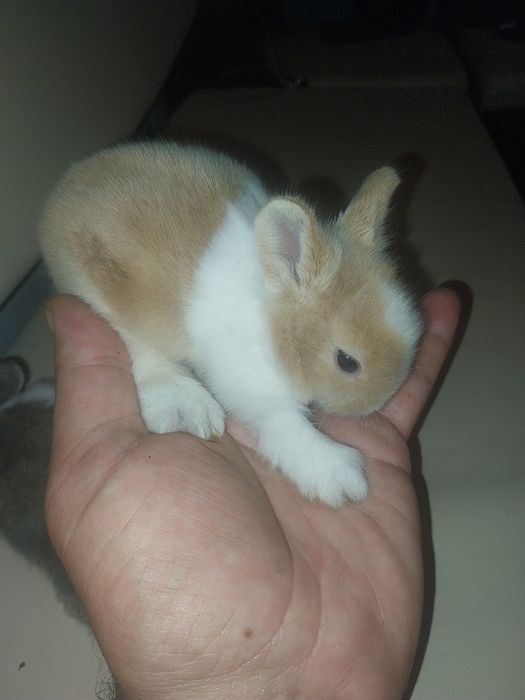Pui iepurasi miniatura rasa pitica, nu cresc mari, POZE  REALE!