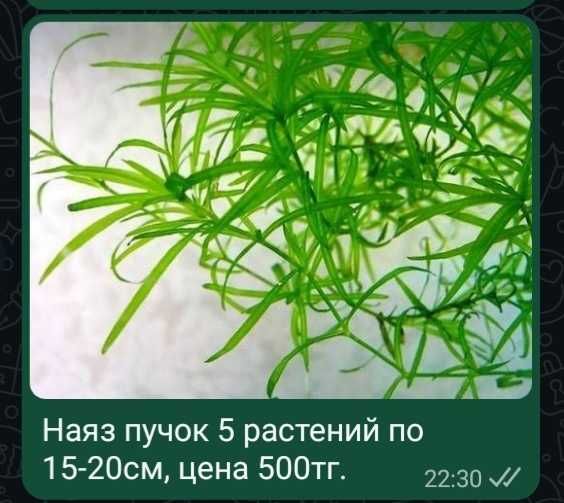 Аквариумные растения