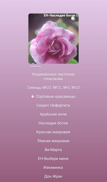 Глоксинии сортовые Комнатные растения