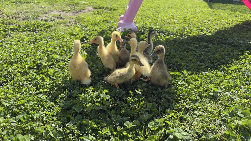 Boboci de rate indiene alergatoare