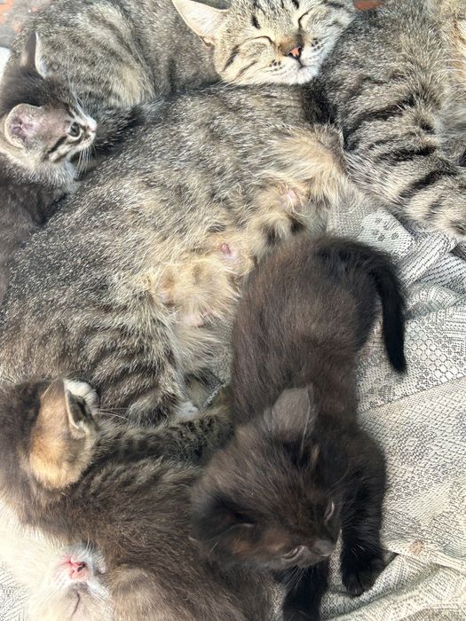Отдам котят в добрые руки бесплатно