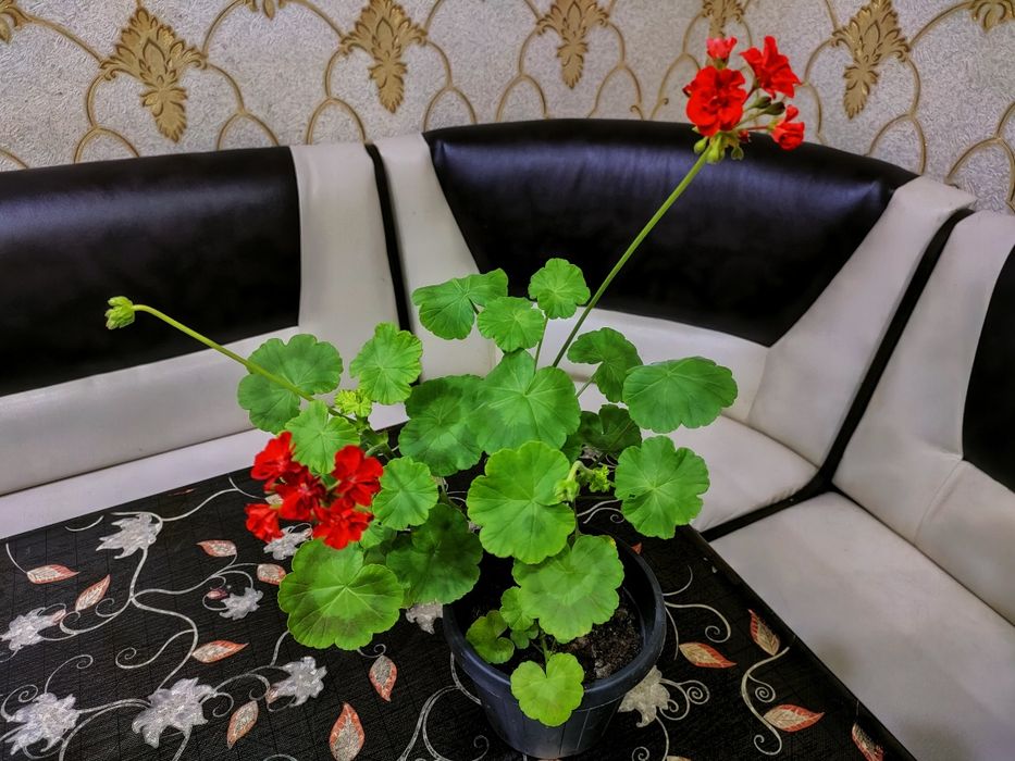 Колеусы, доставка