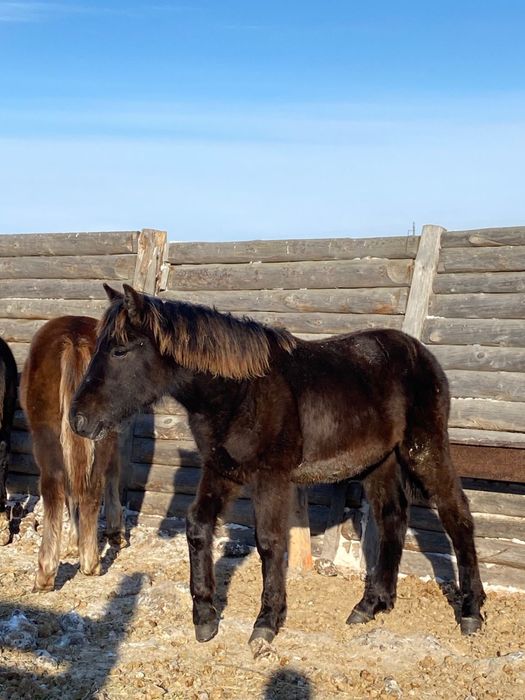 Продам 2 жабагы еркек