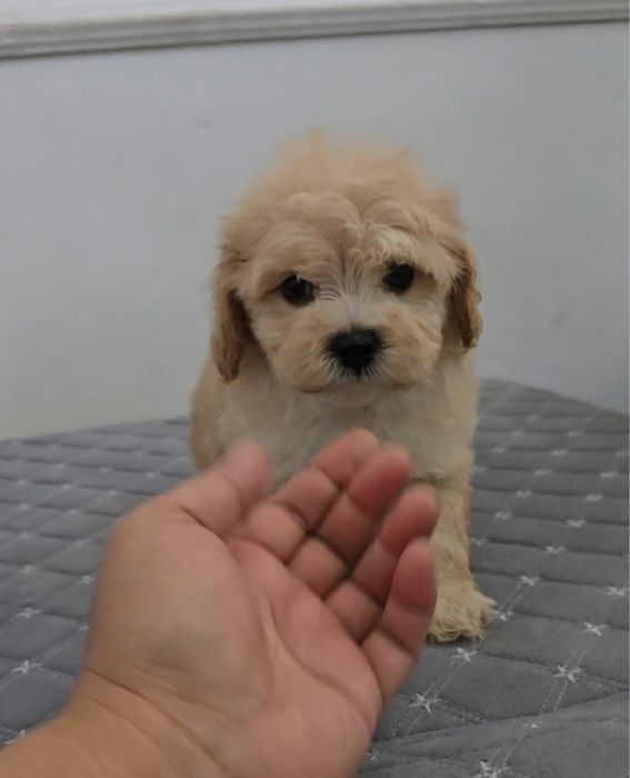 Продам щенков мальтипу