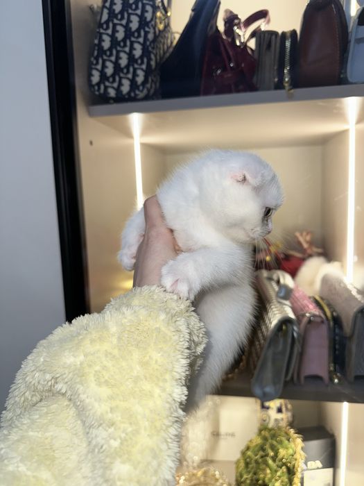 Mushukcha sotiladi  100$