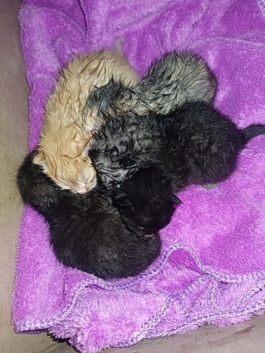 Отдам котят, нашли возле мусором в коробке