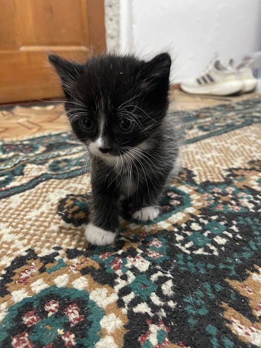 Котёнок мальчикК