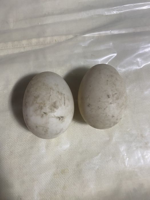 Oua fertile de rata romaneasca