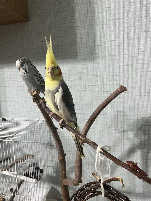 Ручной волнистый попугай