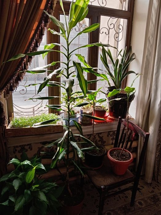 Продаю комнатные декоративные цветы. Ofis uchun tuvakda gul sotiladi