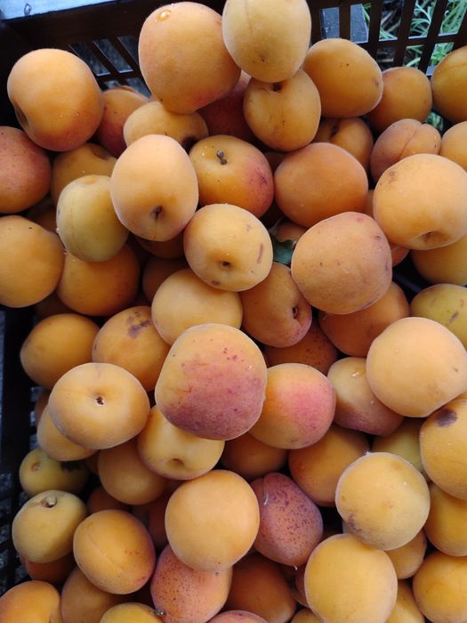 Продам дачу, без долгов