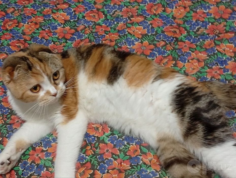 Котенок скотиш фолд
