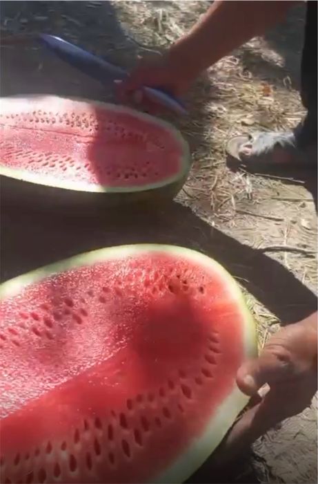 Семена арбуза АРЛАН