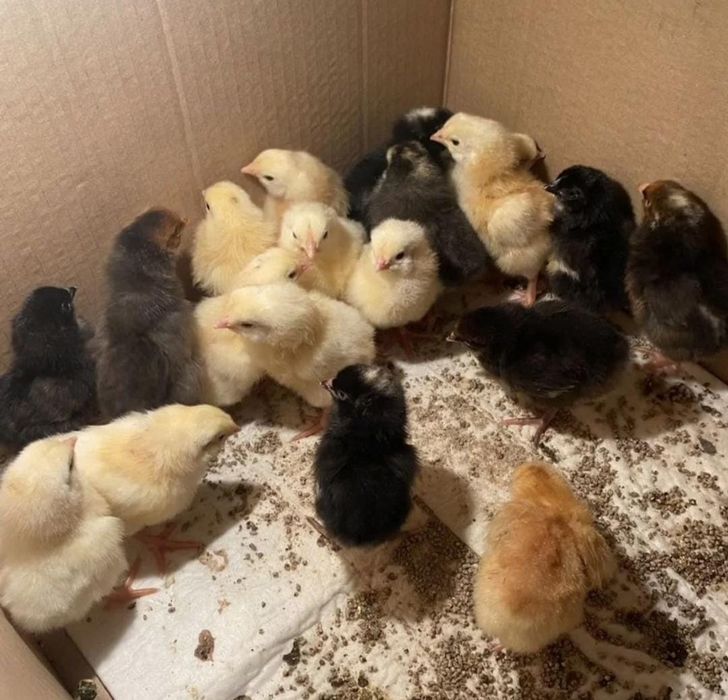 Продам домашних цыплят