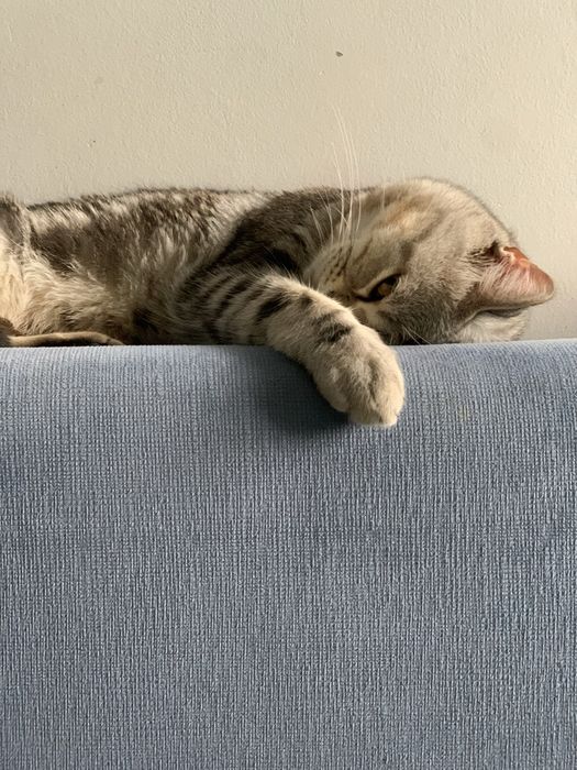 Продам кота скотишш-страйт