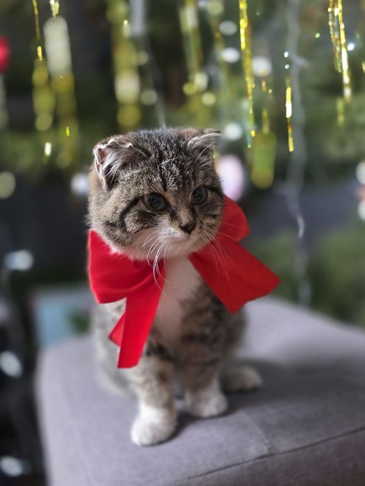 Отдам очень милую кошечку