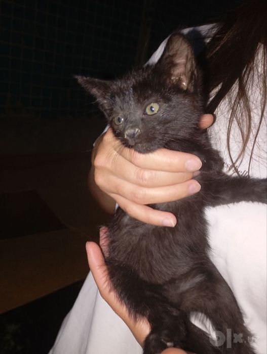 Отдаю котяток в добрые, хорошие руки.