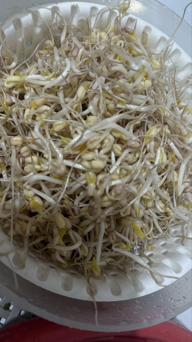 Пророщенные бобы маш