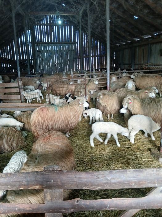 Oi turcane de vanzare