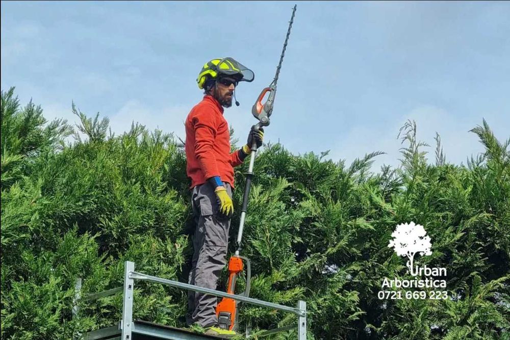 Toaletare Copaci Tăiere Arbori Defrișare Copaci Periculoși Gard Viu