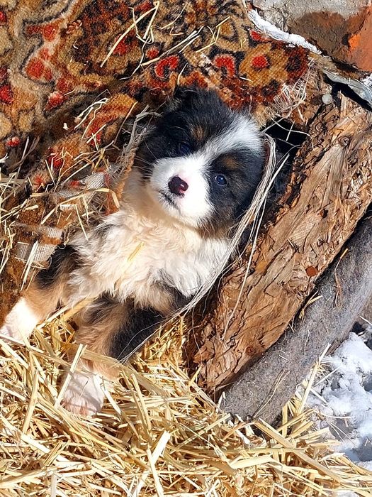 Отдам щенка в добрые руки