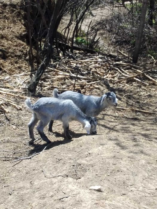oi de camerun si capre  metis anglo-nubiene