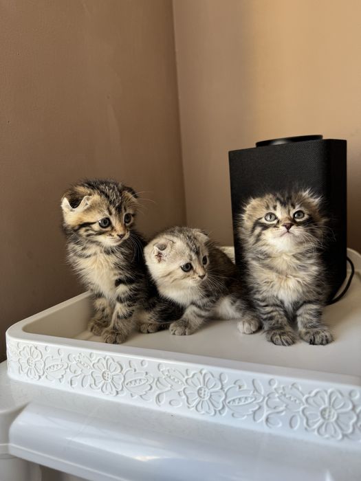 Котята породистые