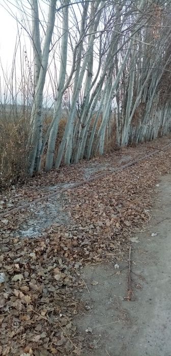 Терак сотилади Бухоро вилояти Жондор тумани