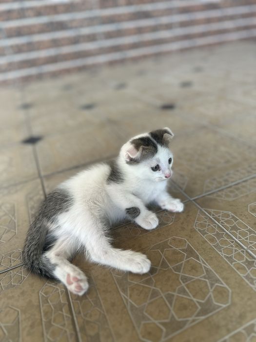 Котенок 2 месячный