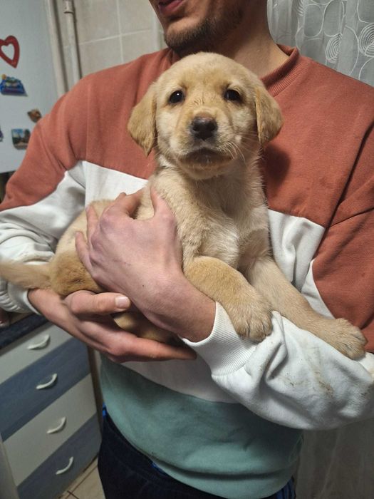 Pui Labrador Retriever