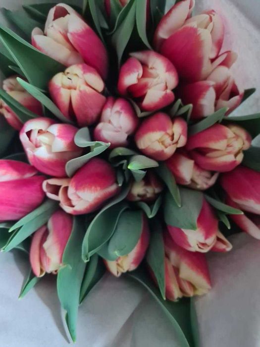 Продам голландские тюльпаны