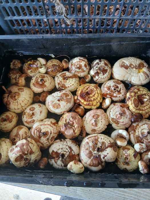 Продам луковицы гладиолусов