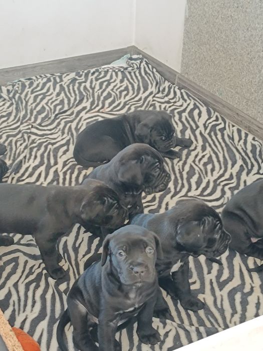 Кане Корсо чистокрувни