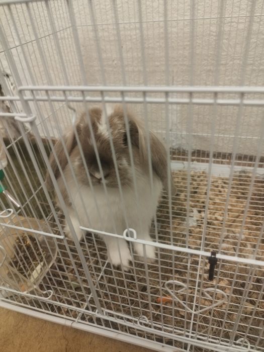 Кролик декоративный