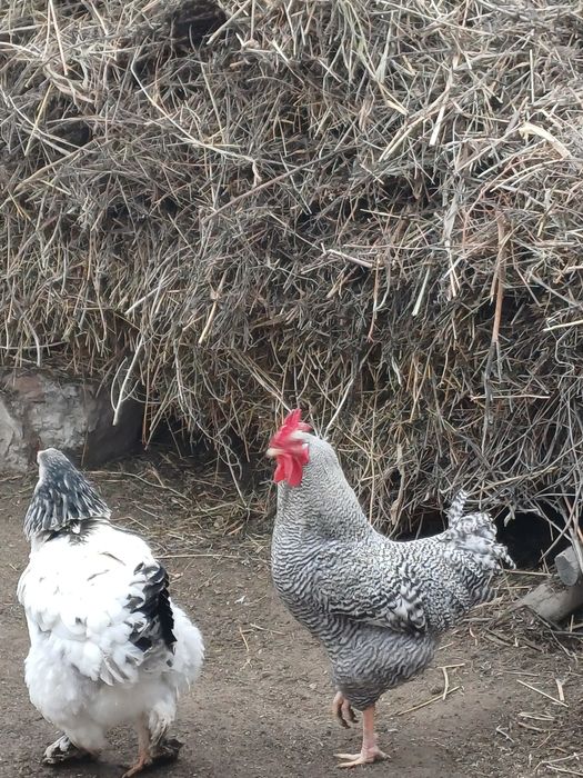 Амрокс қораздары сатылады