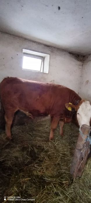 Jurinca montata de doua luni fără coarne din Barsau de jos