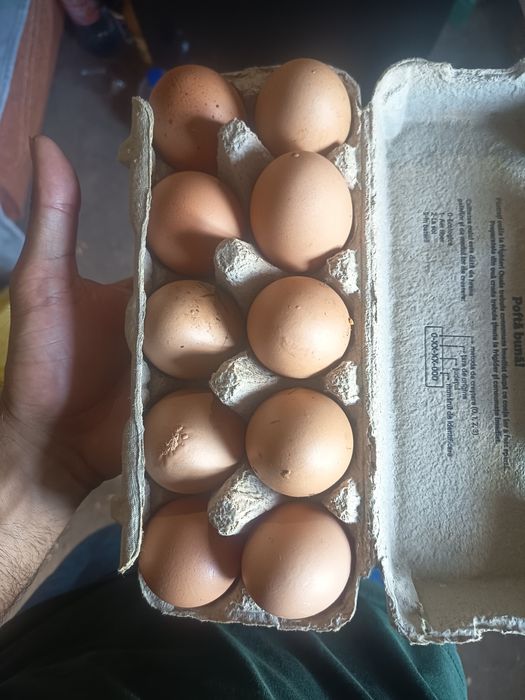 De vânzare oua de casa 1.30 bucata