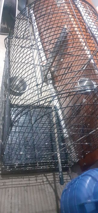 Colivie papagali mare